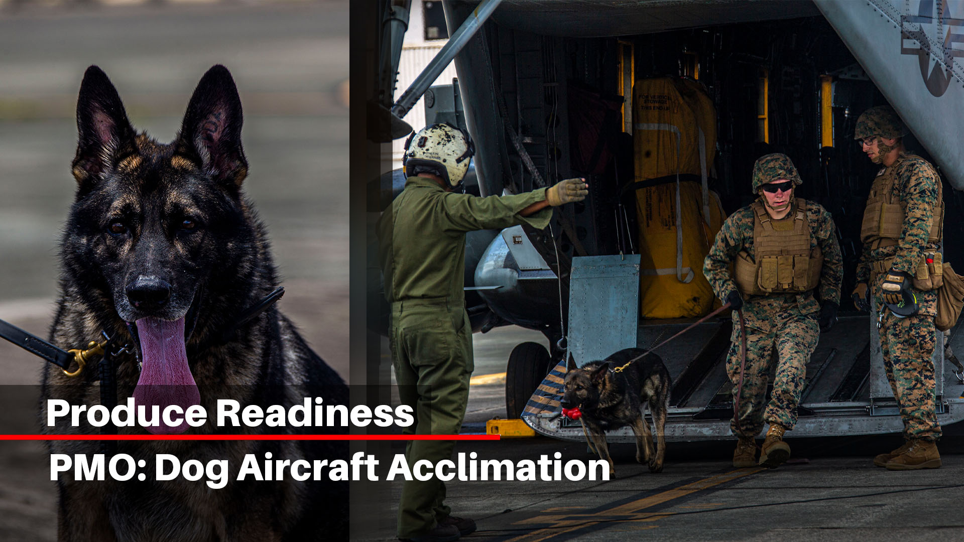 PMO: Dog aircraft acclimation
